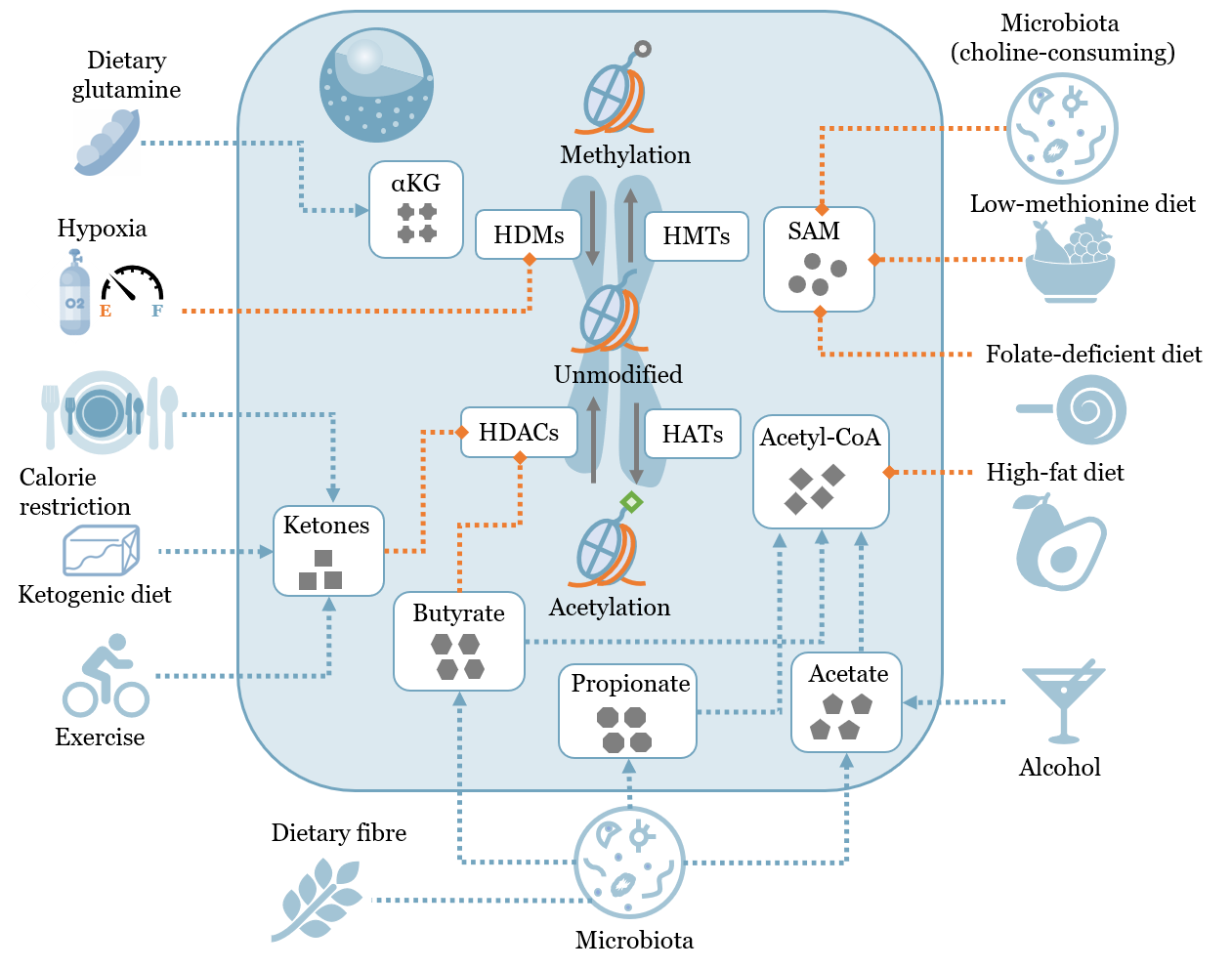 Metabolism and epigenetics