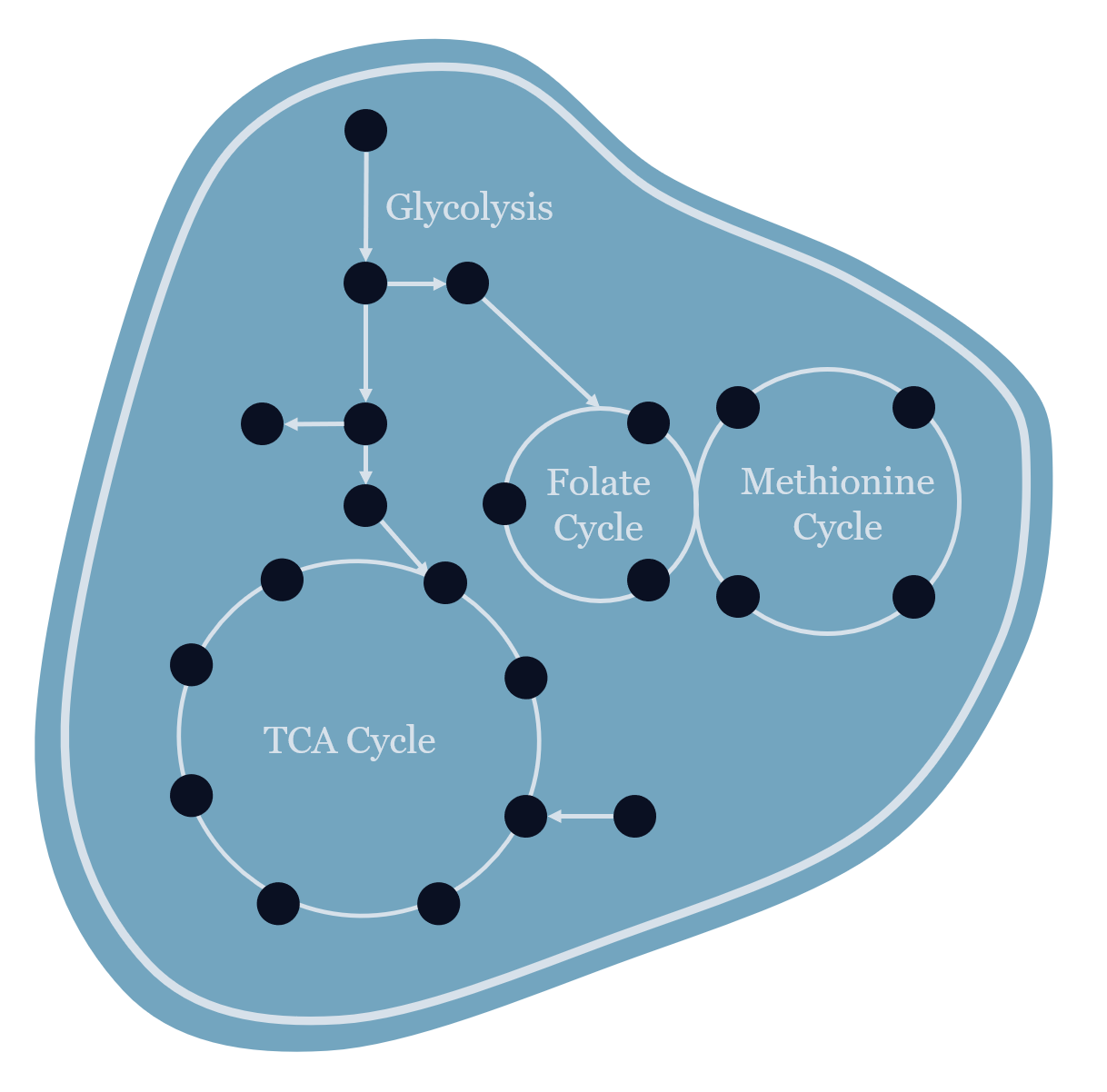 Metabolic pathways